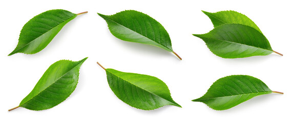 Cherry leaf isolated. Cherry leaves on white top view. Set of green fruit leaves flat lay. Full...