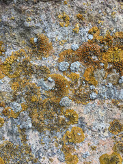 lichen on rock