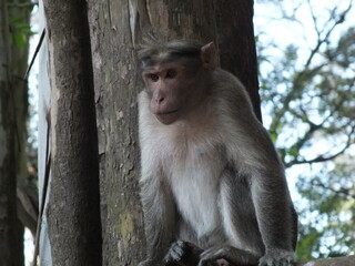 japanese macaque sitting on a tree