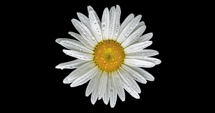 White daisy flower after rain rotating on black background.
