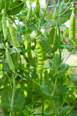 green peas growing on the farm