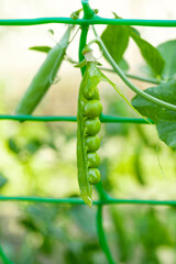 green peas growing on the farm