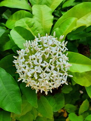 A bouquet of white flowers with yellow stamens with a delicate aroma. Name Siamese white ixora...