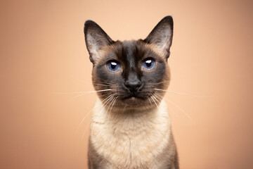portrait of a beautiful seal point siamese cat with blue eyes looking at camera