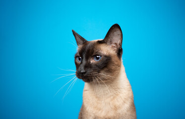 siamese cat portrait on blue background looking to the side