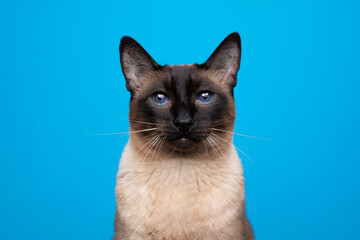 beautiful siamese cat with blue eyes portrait on blue background