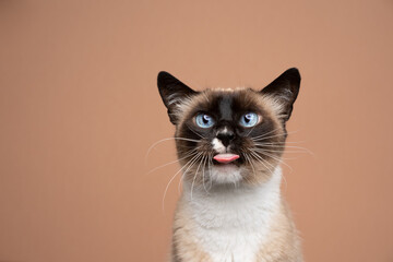 naughty siamese cat sticking out tongue making funny face