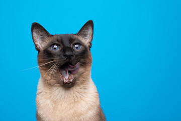 hungry seal point siamese cat with mouth wide open licking lips