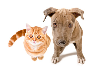 Cute pitbull puppy and red kitten scottish straight sitting together, top view, isolated on white...