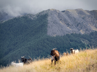 New Zealand - Queenstown - Goats on the hill