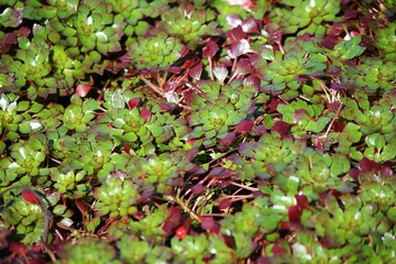 Green mosaic plant growing on the surface of the pond.