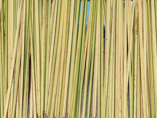 The ingredients for making woven ketupat are coconut leaves