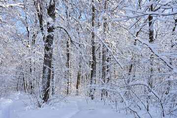 Picturesque winter landscape with snow covered trees on sunny day. Winter forest after snowfall. Wonderful northern nature, beautiful natural background
