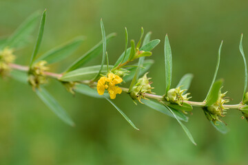 Shrubby yellowcrest