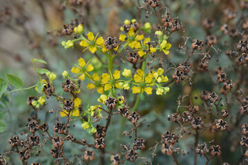 Common rue