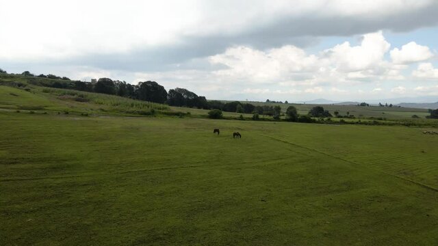 Prado verde, con algunos arboles al fondo, cielo nublado, dos animales comiendo, caballos libres en el campo durante el día