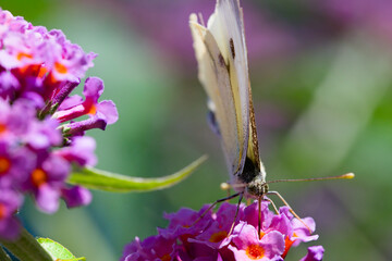 Macro de papillon pièride sur une fleur de Buddleia