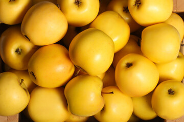 the yellow apples are in the box