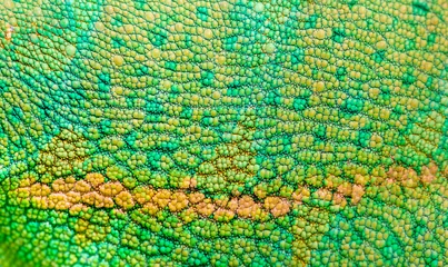Foto op Plexiglas Beautiful multicolored bright chameleon skin, reptile skin pattern texture multicolored close-up as a background. © Vera