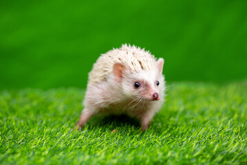 The hedgehog runs on the grass. A happy animal on a green background looks at the screen. Wild animal on the green lawn free. © Vera