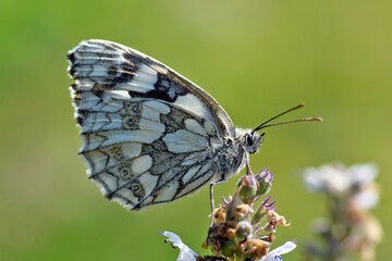Marbled white // Schachbrett, Damenbrett (Melanargia galathea) 