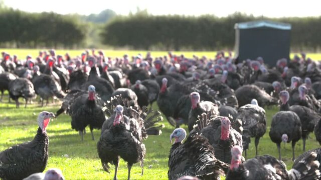 Wide Shot of Hundreds of Turkeys on a Turkey farm standing around. Soft focus on Turkeys in distance and hard focus on Turkeys closer to camera.