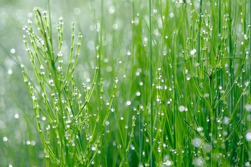 朝露に輝く草原　Grasslands glistening with morning dew .Various forms of nature
