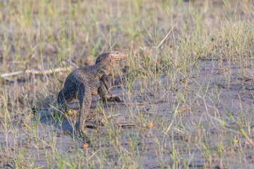 Water Monitor, one of the world's largest species of lizard, is pretty common throughout Sundarbans. Monitors can grow to 3 meters and blend in perfectly with the exposed roots of Sundarbans' mangrove
