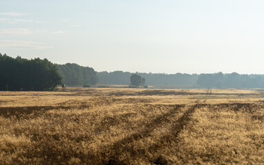 Obraz premium wheat field in the morning, Marlow, Germany