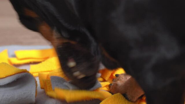 Cute dog plays nose work game a sniffing mat which it tries to tind the treat. Training game for puppy.
