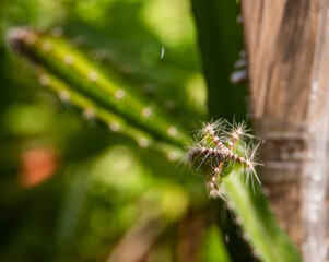 A dragon fruit bud growing in a container in a garden