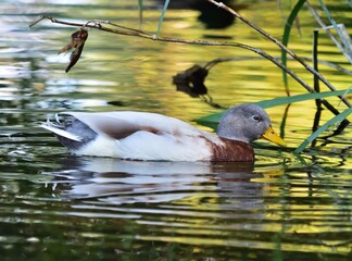 Stockente (Anas platyrhynchos) Erpel mit Teilalbinismus