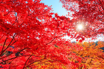 Obraz na płótnie Canvas red maple leaves