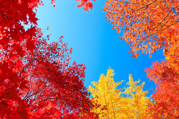 Obraz na płótnie Canvas red and yellow leaves