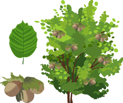 Parts of plant. Common hazel (Corylus avellana) plant with green leaf and ripe nuts isolated on white background