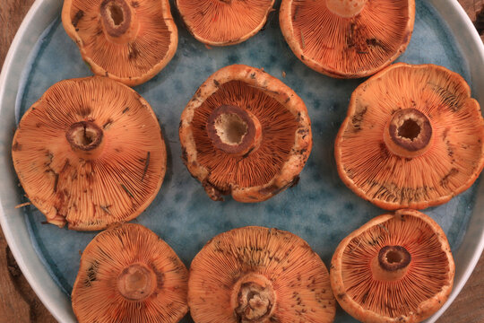 fungus