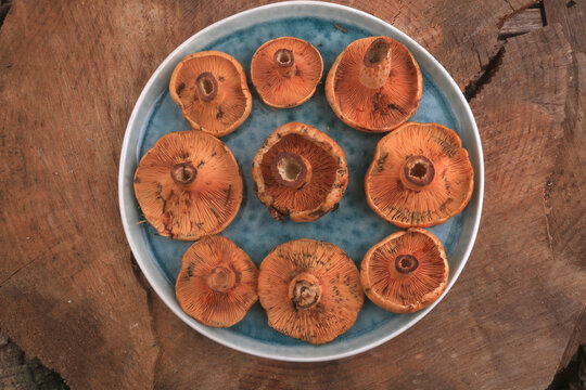 red pine fungus