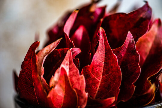 Close-Up Of Red Autumn Leaves In A Cup