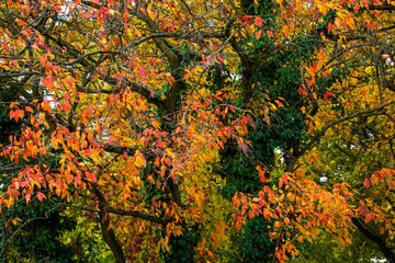  Autumn sketch,  multicolored tree foliage with climbing plants