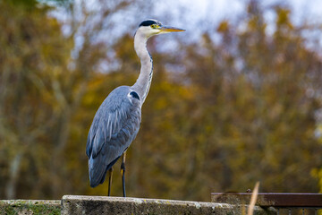 Heron standing on the concrete dam close up on blurred background