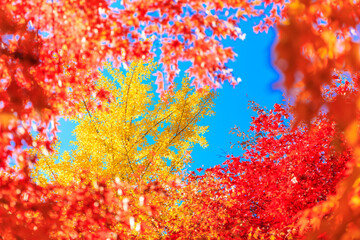 red and yellow leaves
