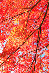 red maple leaves