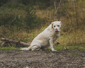 Old beauty Labrador