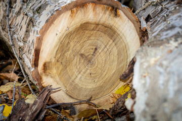 Cutting down trees in the city. A tree cut into pieces with a chainsaw. Close-up shot of the trunk. Logs, branches, leaves and sawdust on yellow fallen autumn foliage