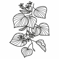 Linden tree branch linear sketch style vector illustration. Tilia Basswood flower organic plant linear art design. Botanical floral branch with leaves and flowers hand drawn doodle drawing element.