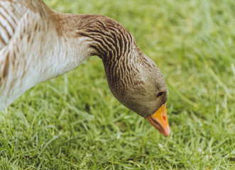 goose