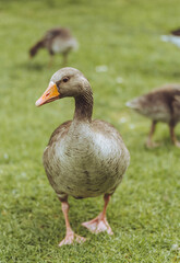 goose on the grass