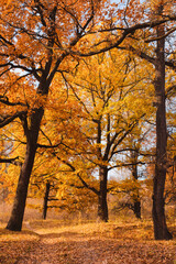 Fototapeta premium Autumn landscape old oaks with yellow leaves in the park vertical shot