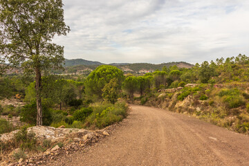 unpaved dirt road in in Mediterranean scrubland