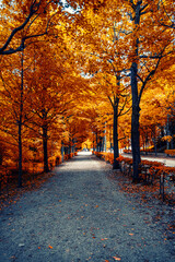 colorful autumn tree alley